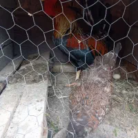 مرغ و خروس وچندتا جوجه|حیوانات مزرعه|شادگان, |دیوار