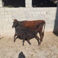 گاو گوساله دار جوان  گوساله  ماده