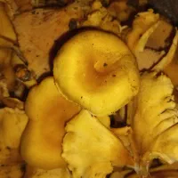 قارچ (گنج میش)