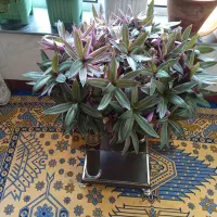 فروش ۴تا گل