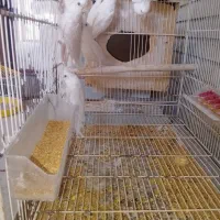 فروش یک جفت عروس ماده لونتینو دستی نر البینو|پرنده|ایرانشهر, |دیوار