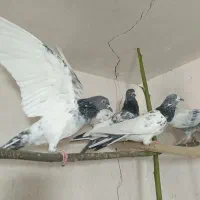 ماده پاکستانی|پرنده|قم, آزادگان|دیوار