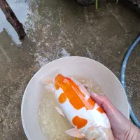 ماهی کوی مولد سایز35سانت به بالا