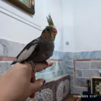 جوجه عروس هلندی|پرنده|زاهدان, |دیوار
