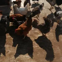 فروش مرغ جوان تخمگذار