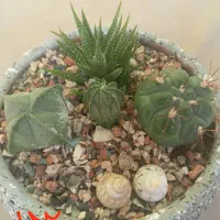 دیش گاردن های زیبا|گل و گیاه طبیعی|جهرم, |دیوار