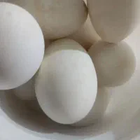 تخم غاز محلی