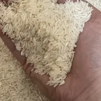 برنج طارم هاشمی محلی عمده