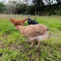 مرغ و خروس و جوجه محلی|حیوانات مزرعه|قائمشهر, |دیوار