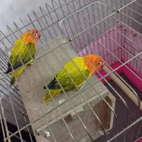 جفت مولد طوطی برزیلی یووینگ