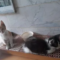 بچه گربه حمایتی رایگان