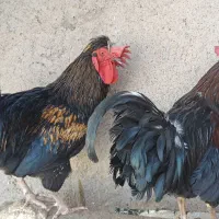 خروس