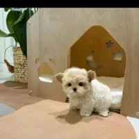 توله واگذاری فقط 4600 تومانن سگ