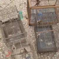 چهار تا سهره جوجه قفس کشیده و درشت