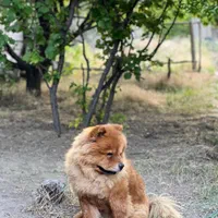 سگ چاوچاوو|سگ|کرمان, |دیوار