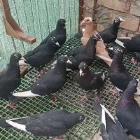 کبوتر سیاه پلنگ