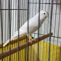 قناری.|پرنده|محمدشهر, عباس آباد|دیوار