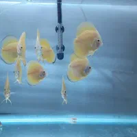 دیسکس ۳ اینچی نژاد یلوملون