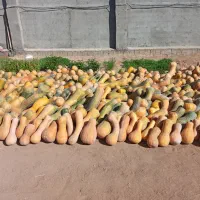 کدو حلوایی|خوردنی و آشامیدنی|شاهین دژ, |دیوار