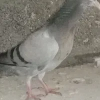 کبوتر سبز  کاکلی|پرنده|تربت‌حیدریه, باغ سلطانی|دیوار