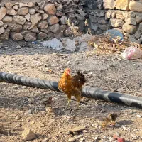 مرغ در باشت