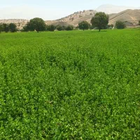 یونجه چین  دو وسه