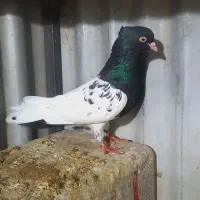 کله سیاه|پرنده|آباده, |دیوار