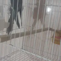 عروس هلندی جفتکار  روی تخم|پرنده|تربت جام, فاز ۳ فرهنگیان|دیوار