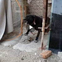 سگ نگهبان|سگ|کنگاور, |دیوار