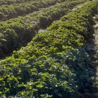 نهال  توتفرنگی سابرینا