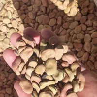 باقله‌شاخ‌بزی‌بوجاری‌شده‌کیلویی‌۱۰۰