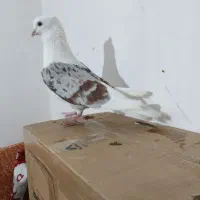 خوشونه|پرنده|الشتر, |دیوار