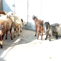 گوسفند و بز