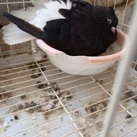 جفت دم سفید