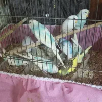 مرغ عشق|پرنده|تاکستان, |دیوار