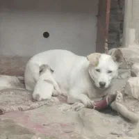 واگذاری پاکوتا به همراه توله اش