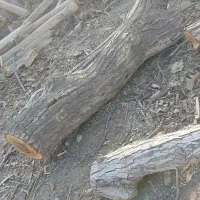 خرید چوب باغات|خدمات باغبانی و درختکاری|چناران, |دیوار