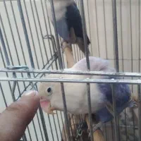 یک جفت کوتوله برزیلی ۶تخمه