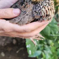 فروش بلدرچین