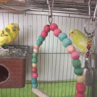 دو عدد مرغ عشق با لوازم