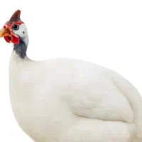 مرغ شاخدار سفید مرواریدی