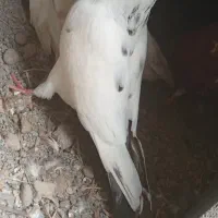 کبوتر گم شده