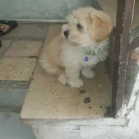 توله سگ 3 ماهه با شناسنامه واکسن خورده