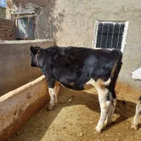 گوساله|حیوانات مزرعه|قیدار, |دیوار