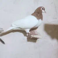 کفتر چپ کلاغ|پرنده|چناران, |دیوار
