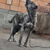 واگذاری سگ درشت واسه نگهبانی وگله