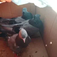 کبوت. ر|پرنده|خورموج, |دیوار