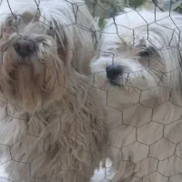 واگذاری سگ جفت|سگ|محمدیه-قزوین, |دیوار