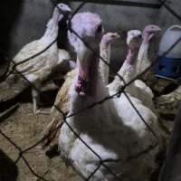 بوقلمون بیوتی