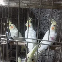 فروش عروس هلندی لیتینو